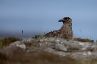 Great Skua, Lunga, May 2021