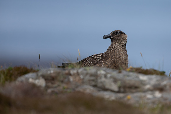 Great Skua, Lunga, May 2021