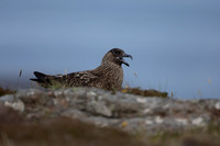 Great Skua, Lunga, May 2021