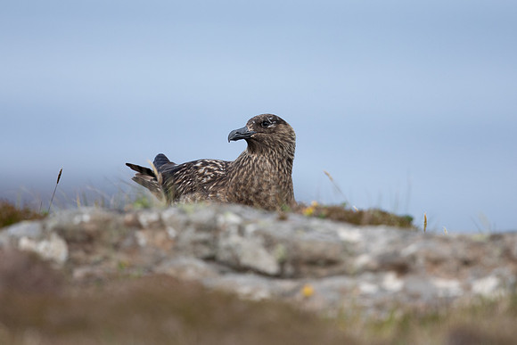 Great Skua, Lunga, May 2021
