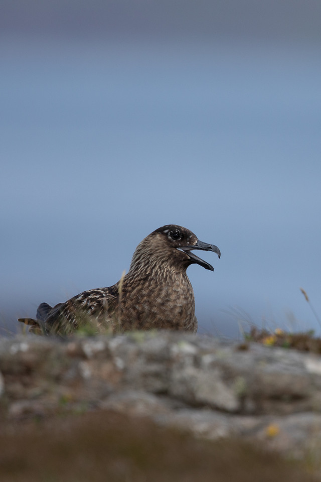Great Skua, Lunga, May 2021