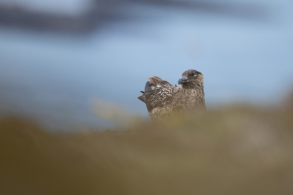 Great Skua, Lunga, May 2021