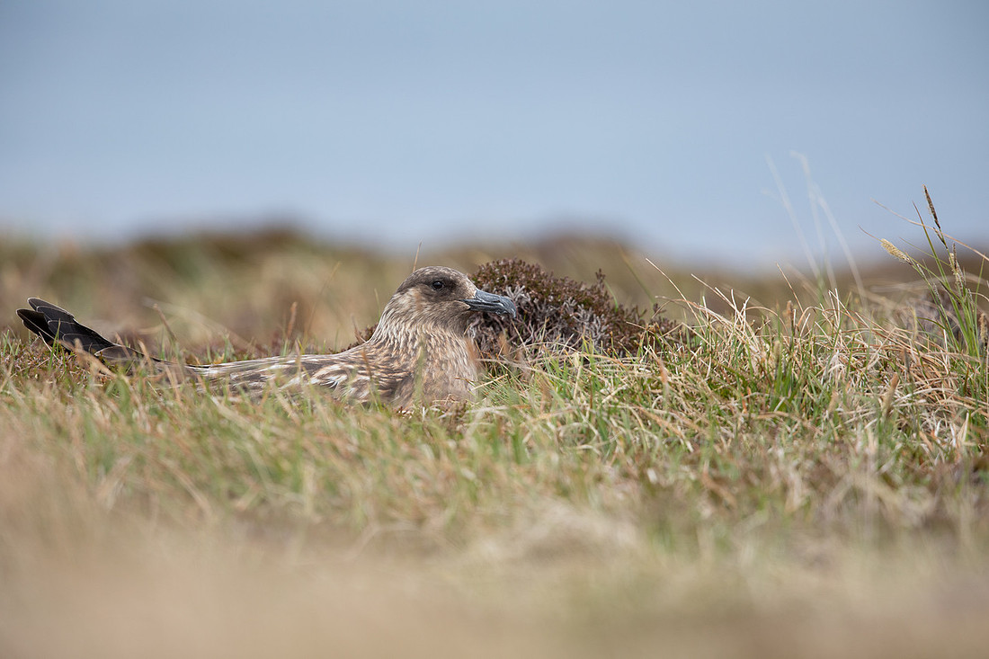 Great Skua, Lunga, May 2021