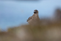 Great Skua, Lunga, May 2021