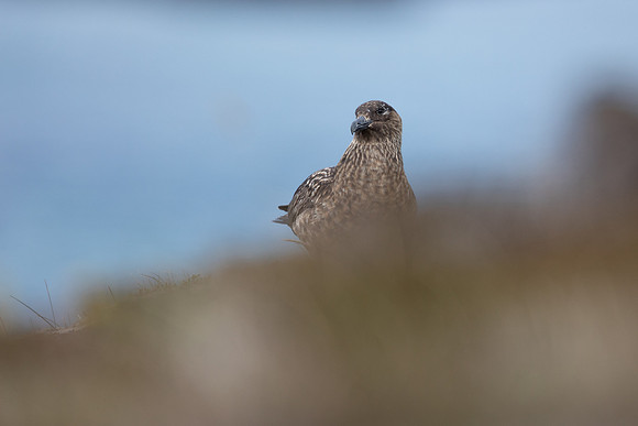 Great Skua, Lunga, May 2021