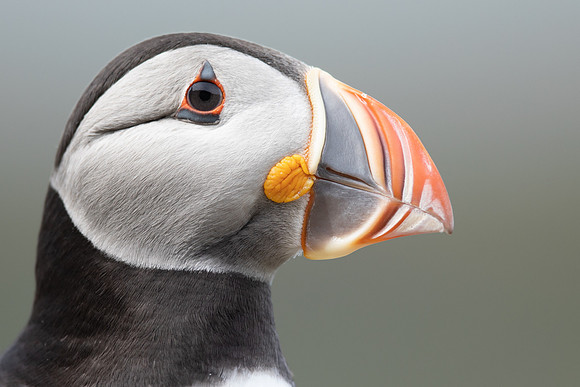 Puffin, Lunga, May 2021