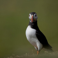 Puffin, Lunga, May 2021
