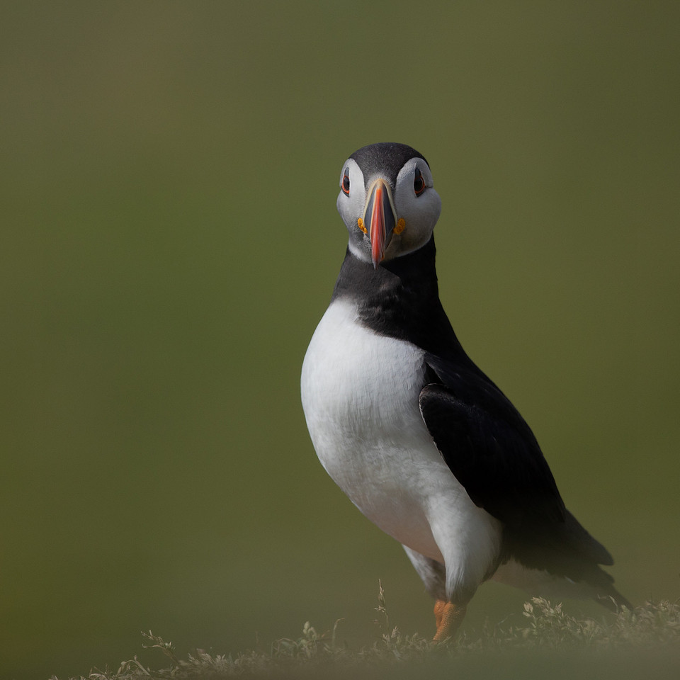 Puffin, Lunga, May 2021