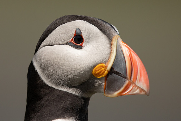 Puffin, Lunga, May 2021