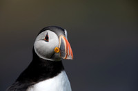 Puffin, Lunga, May 2021
