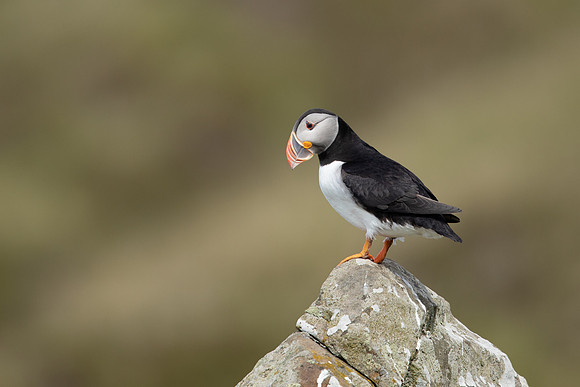 Puffin, Lunga, May 2021
