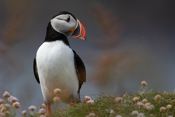 Puffin, Lunga, May 2021