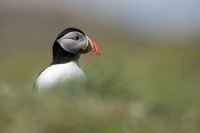 Puffin, Lunga, May 2021