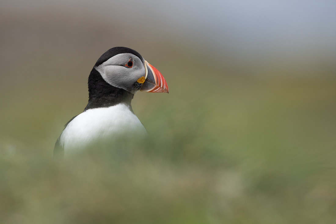 Puffin, Lunga, May 2021