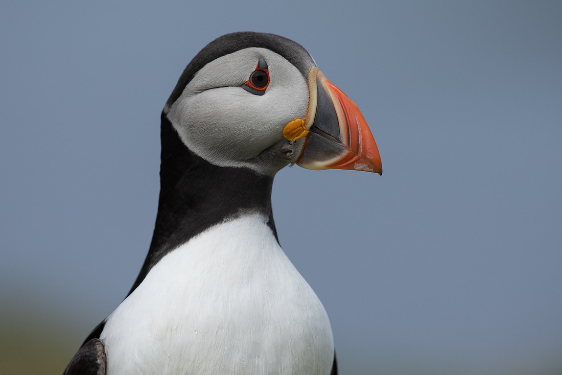 Puffin, Lunga, May 2021