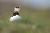 Puffin, Lunga, May 2021