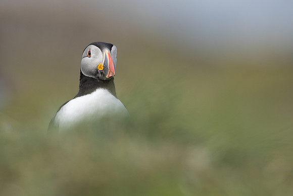 Puffin, Lunga, May 2021