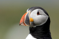 Puffin, Lunga, May 2021