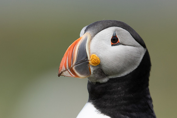 Puffin, Lunga, May 2021