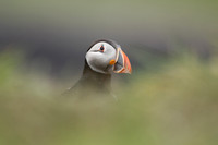 Puffin, Lunga, May 2021