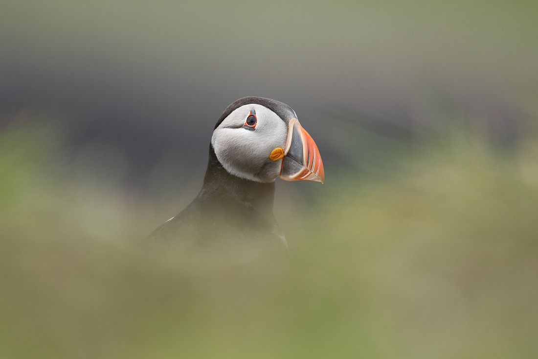 Puffin, Lunga, May 2021