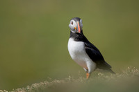 Puffin, Lunga, May 2021