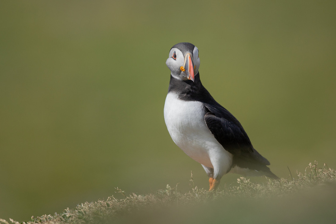 Puffin, Lunga, May 2021