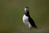 Puffin, Lunga, May 2021