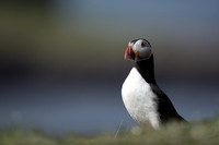 Puffin, Lunga, May 2021