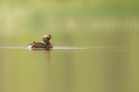 Slavonian Grebe