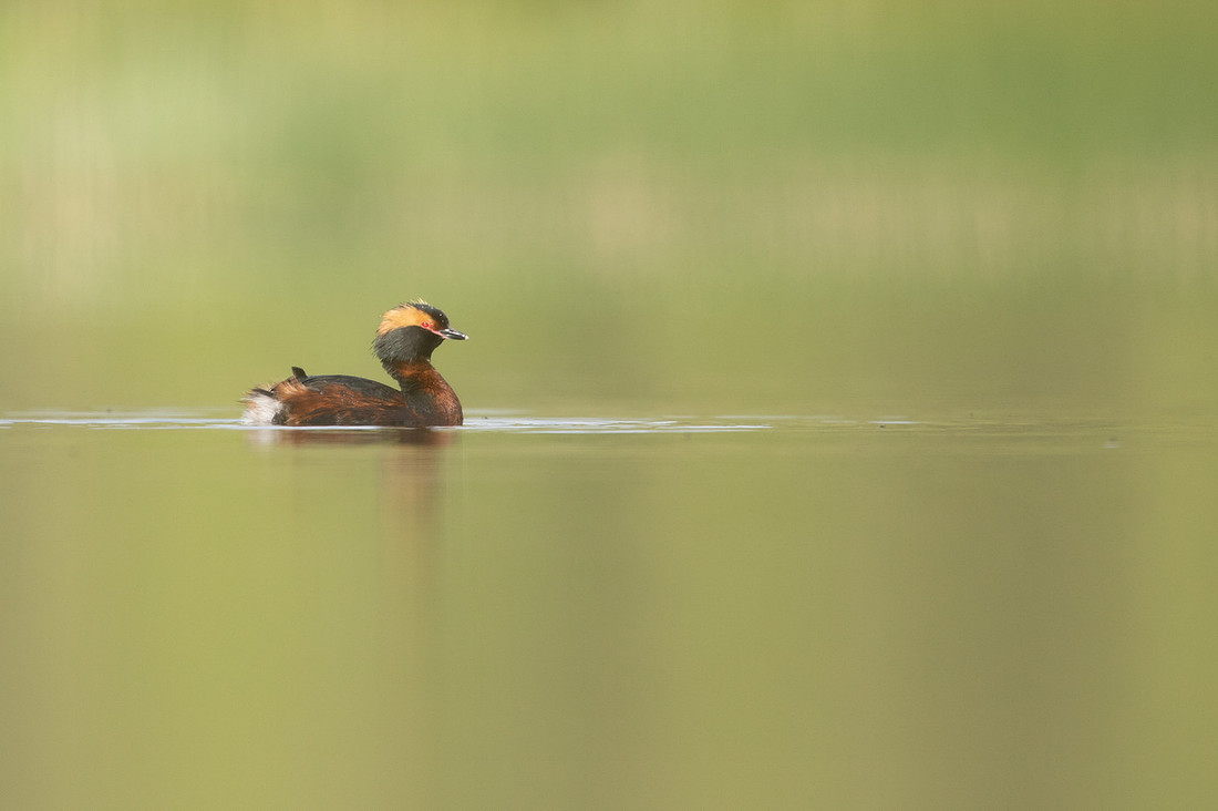 Slavonian grebe, Undisclosed location, June 2021.