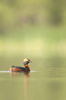 Slavonian grebe, Undisclosed location, June 2021