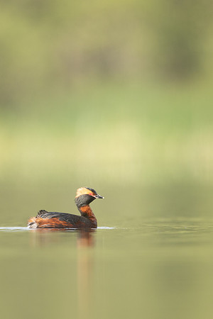 Slavonian grebe, Undisclosed location, June 2021