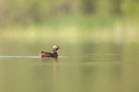 Slavonian grebe, Undisclosed location, June 2021
