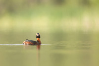 Slavonian grebe, Undisclosed location, June 2021