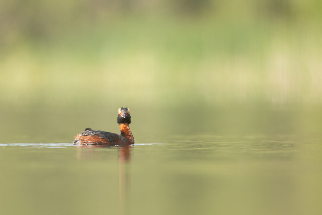 Slavonian grebe, Undisclosed location, June 2021