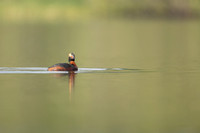Slavonian grebe, Undisclosed location, June 2021