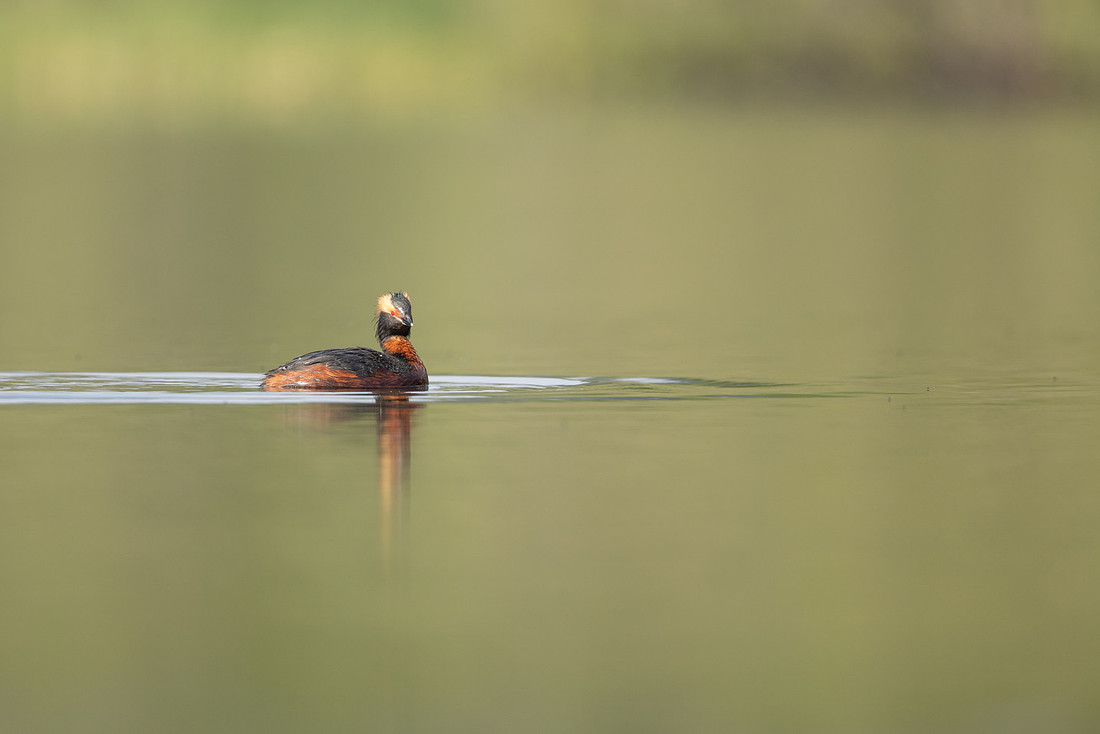 Slavonian grebe, Undisclosed location, June 2021
