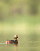 Slavonian grebe, Undisclosed location, June 2021