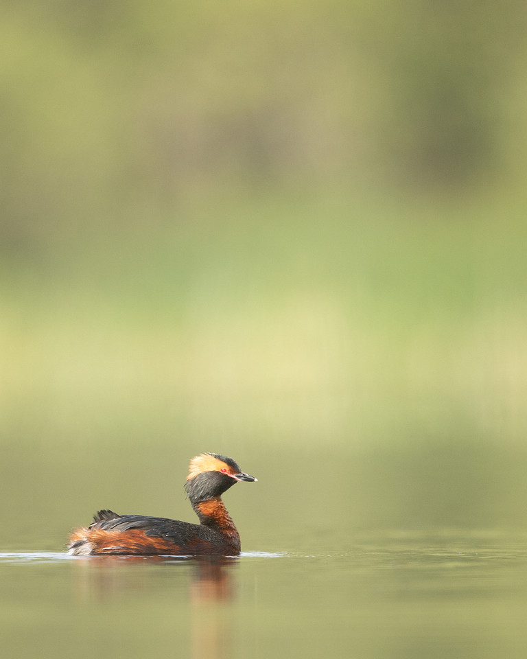 Slavonian grebe, Undisclosed location, June 2021