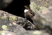 Ring Ouzel, Cairngorms, June 2021