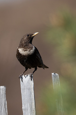 Ring Ouzel, Cairngorms, June 2021
