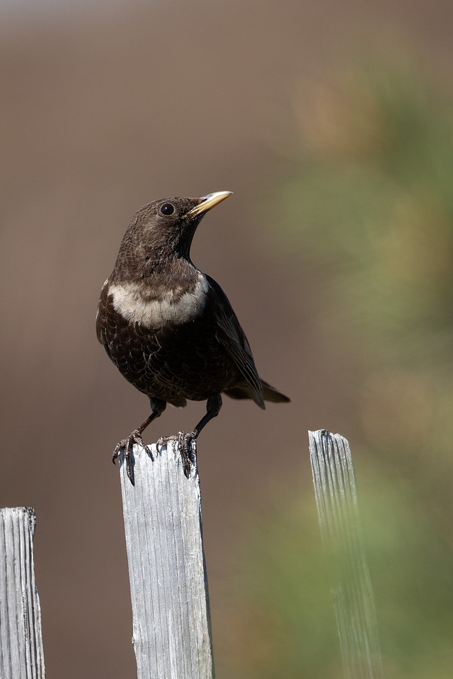 Ring Ouzel, Cairngorms, June 2021