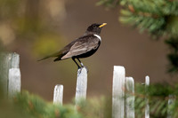 Ring Ouzel, Cairngorms, June 2021
