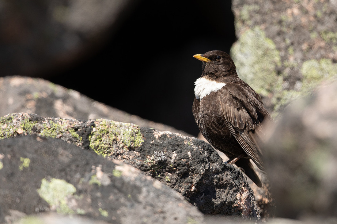 Ring Ouzel, Cairngorms, June 2021.
