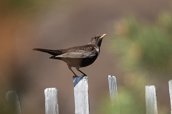 Ring Ouzel, Cairngorms, June 2021