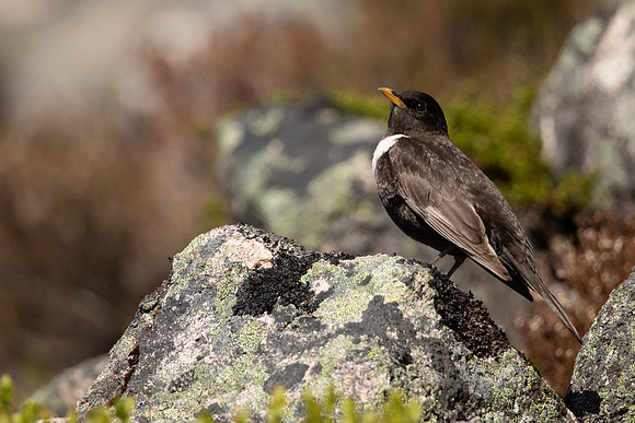 Ring Ouzel, Cairngorms, June 2021