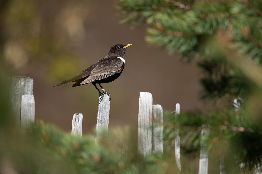 Ring Ouzel, Cairngorms, June 2021