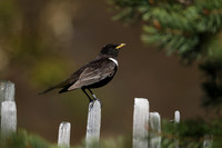 Ring Ouzel, Cairngorms, June 2021
