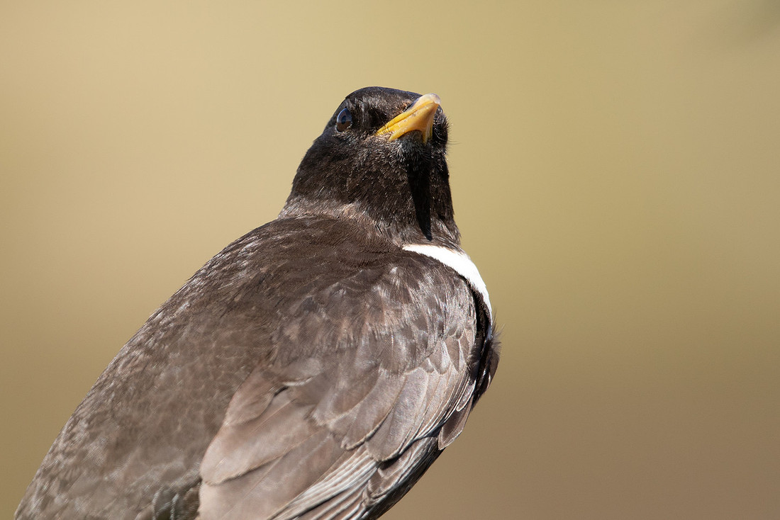 Ring Ouzel, Cairngorms, June 2021